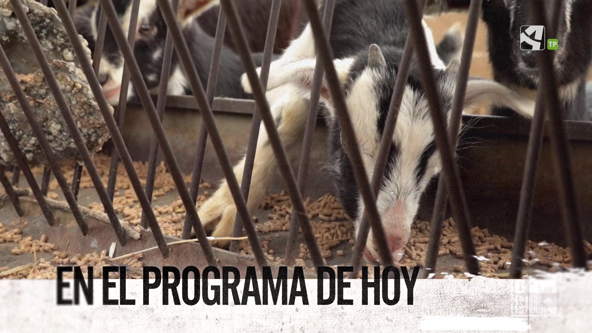 Domingo, 6 de Abril - 06/04/2025 15:03