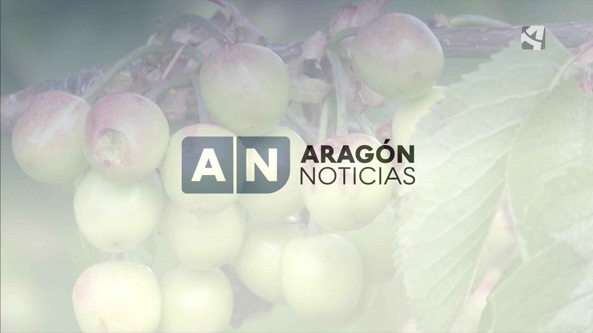 Aragón Noticias 1 - 11/05/2025 14:00