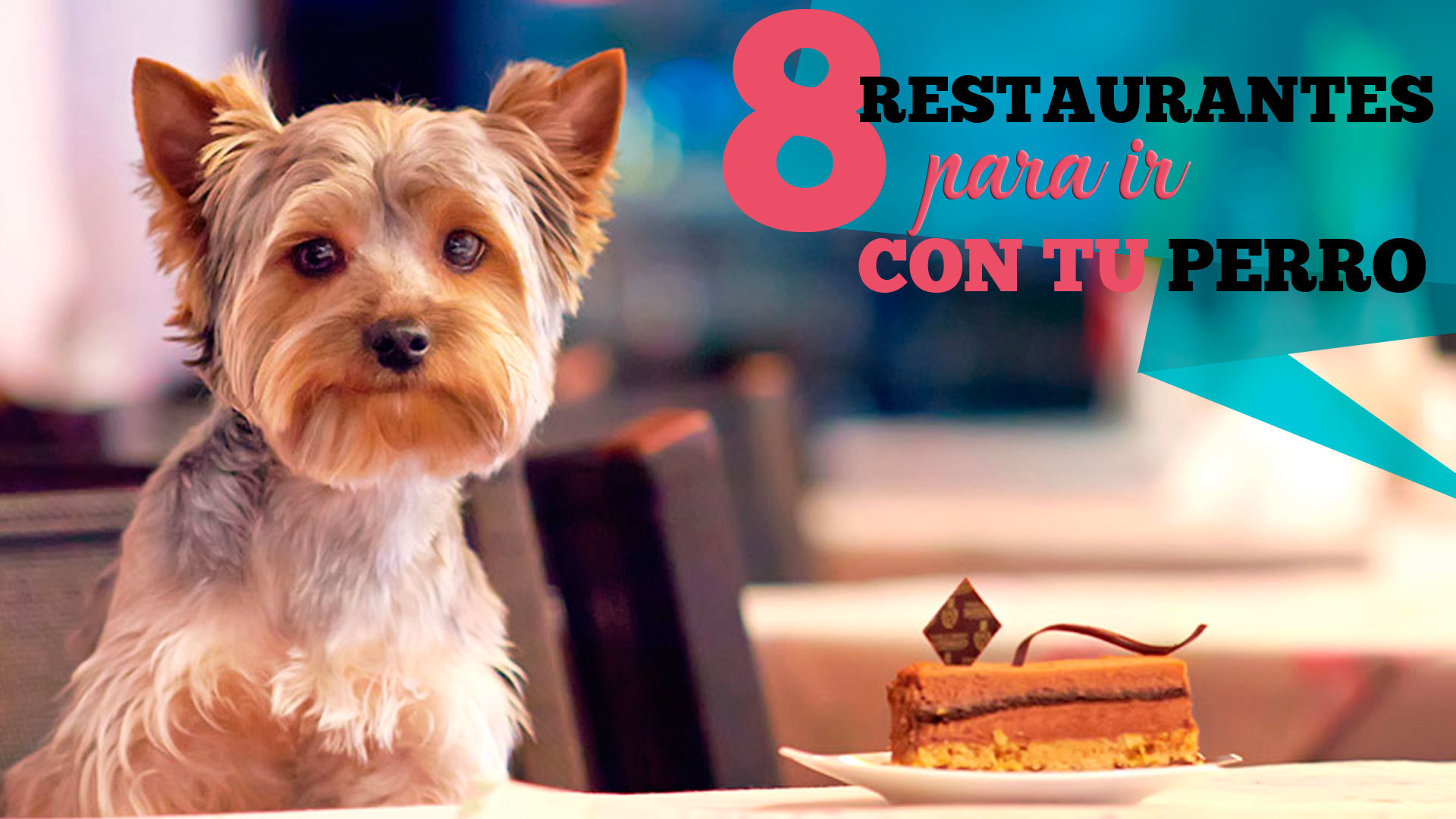 Temporada 1 8 restaurantes increíbles para comer con tu perro