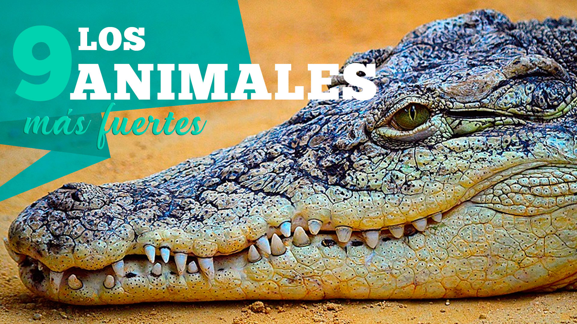 Temporada 1 Los 9 animales más fuertes del mundo