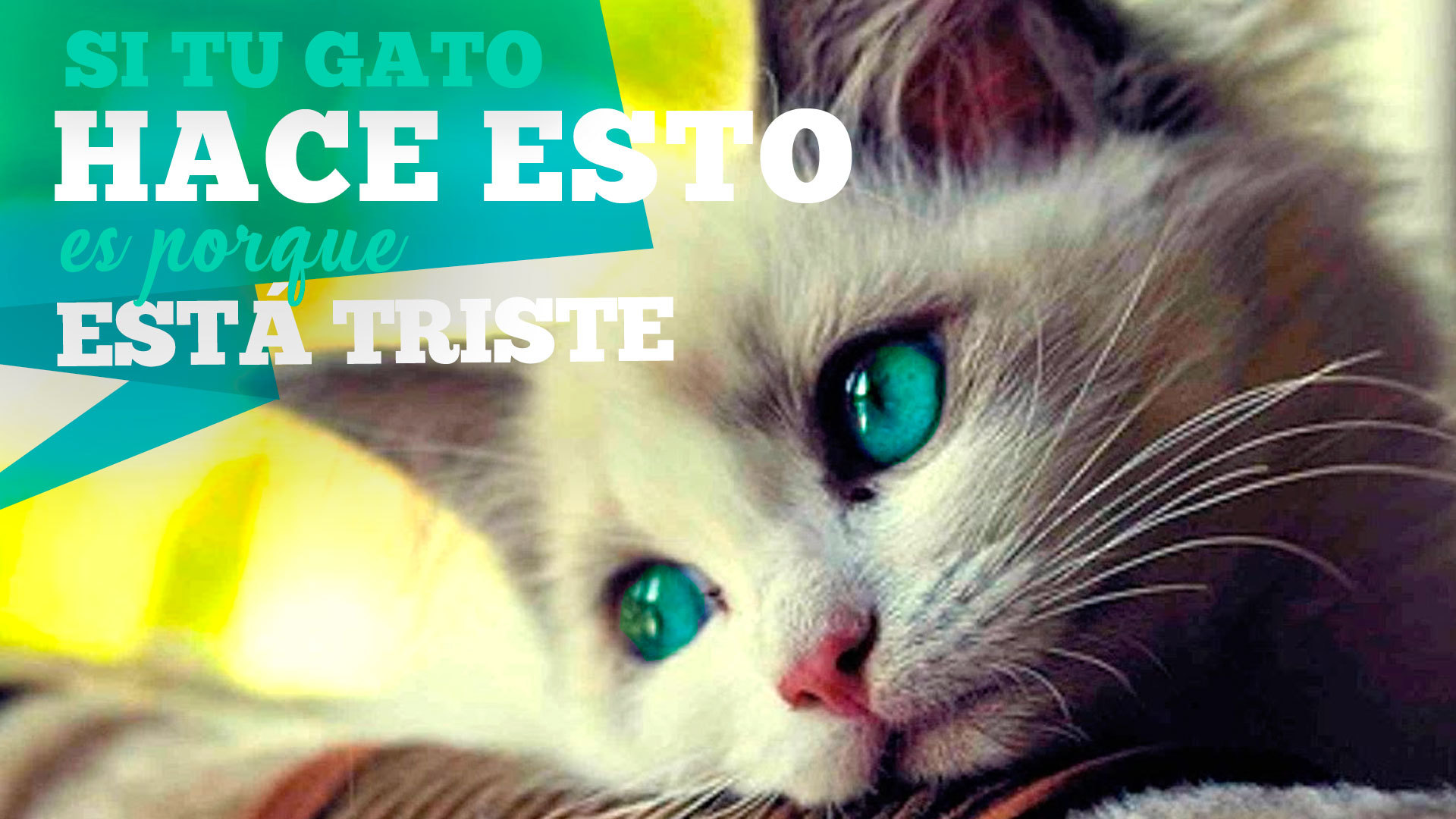 Temporada 1 Si tu gato hace esto es porque está triste