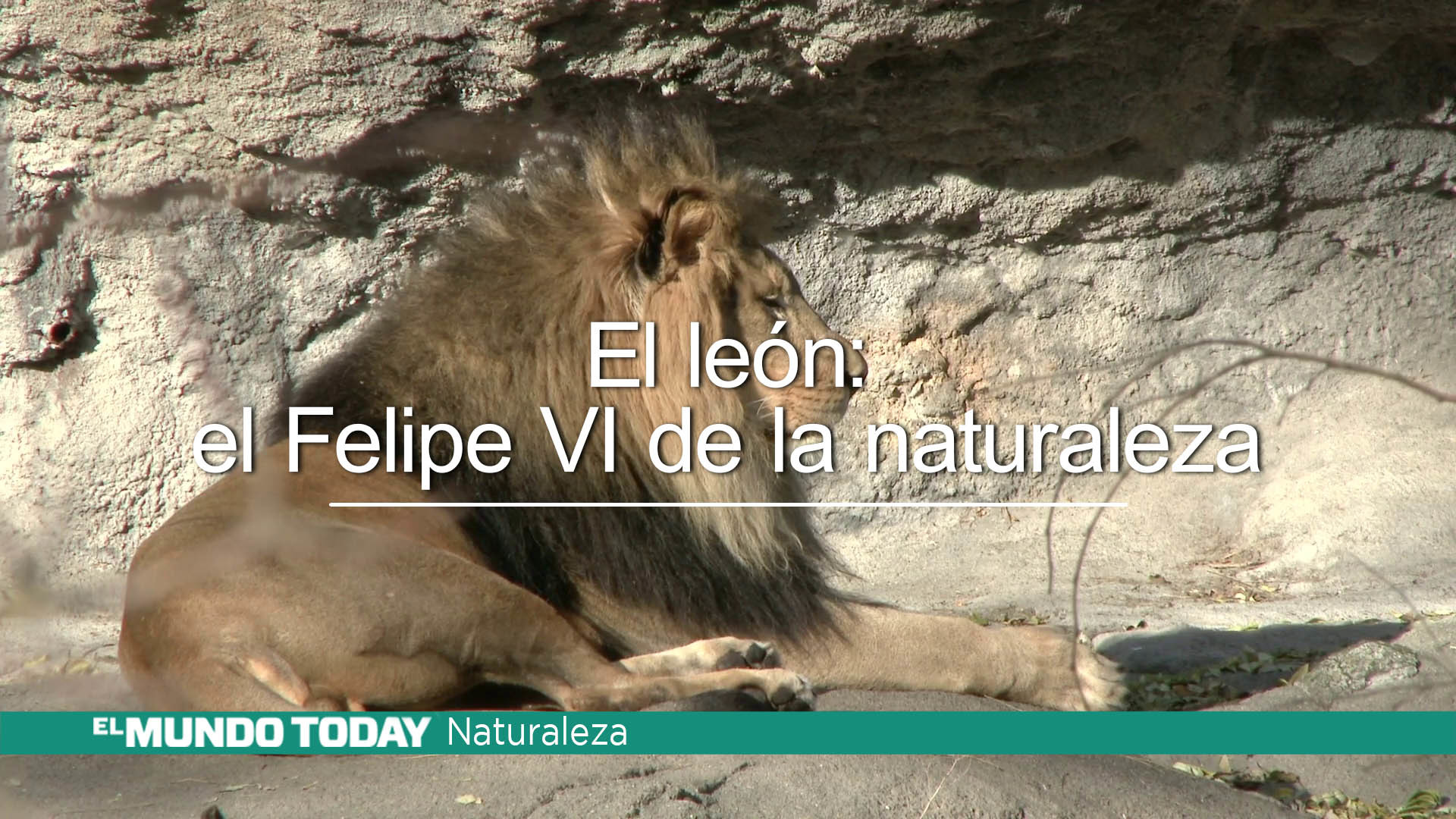 Temporada 1 El León: el Felipe VI de la naturaleza