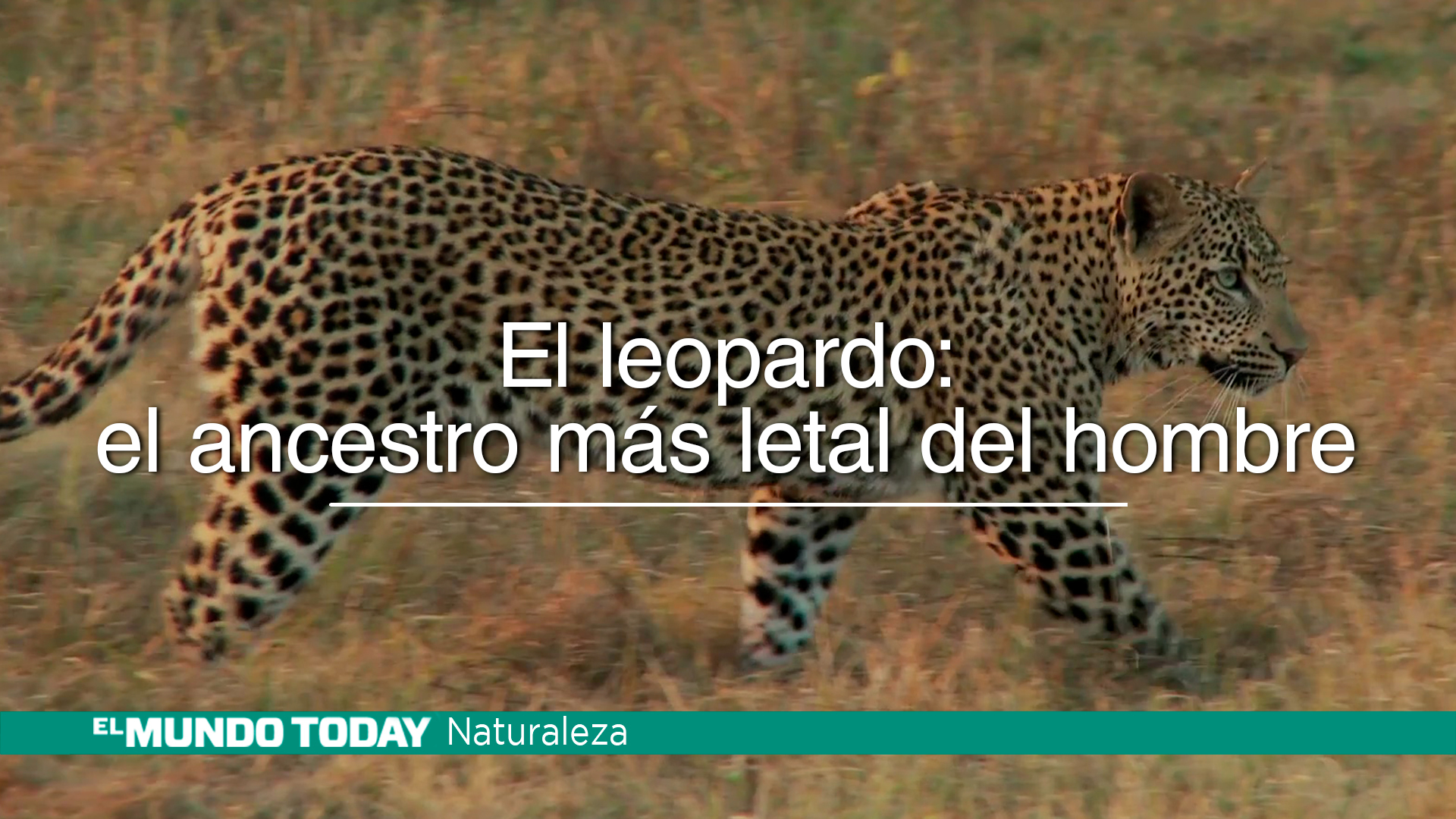 Temporada 1 El leopardo: el ancestro más letal del hombre - La naturaleza de la realidad