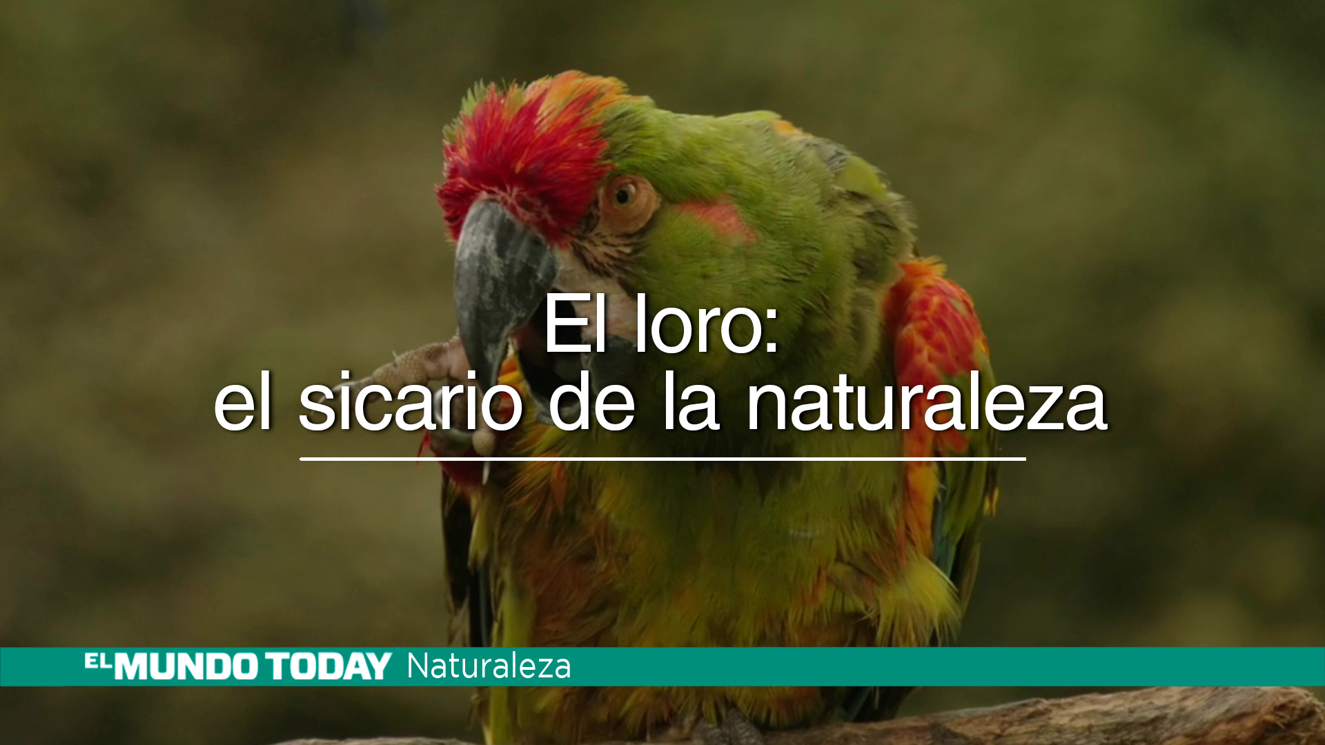 Temporada 1 El loro, el sicario de la naturaleza