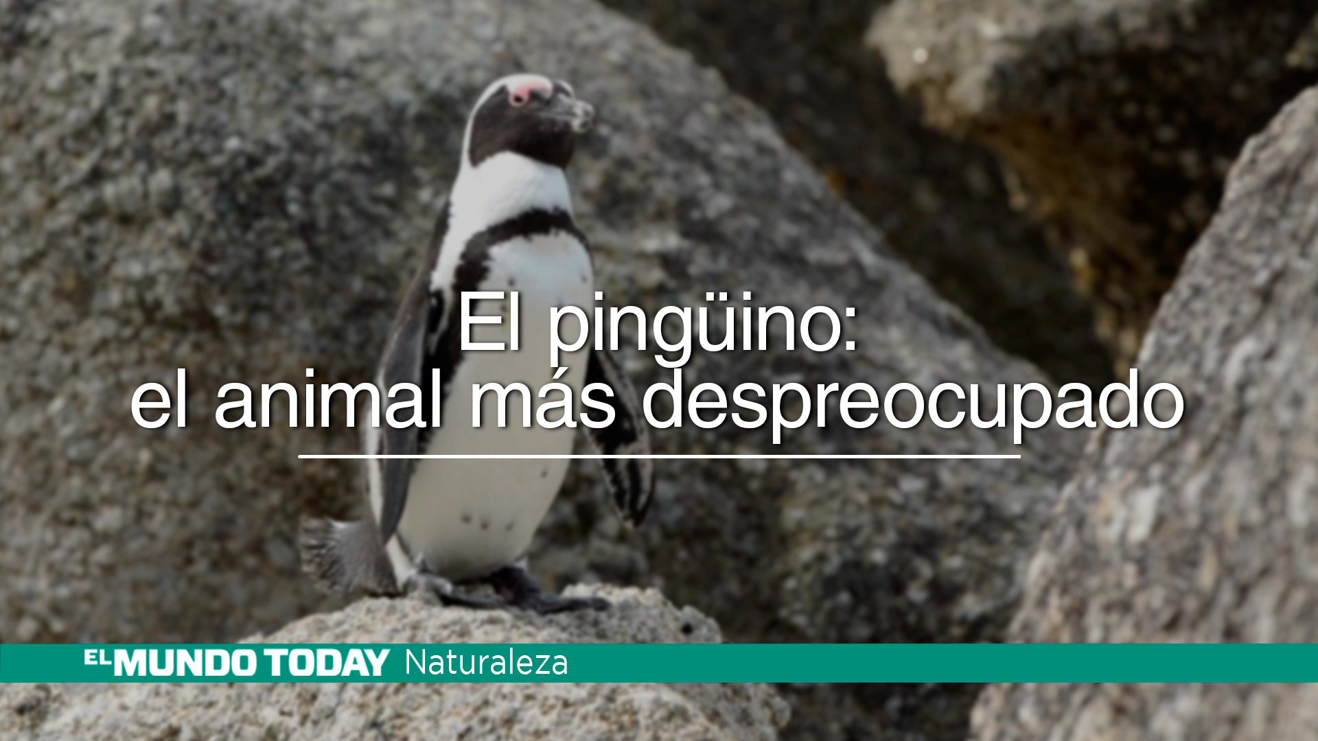 Temporada 1 El Pingüino: el animal más despreocupado del planeta