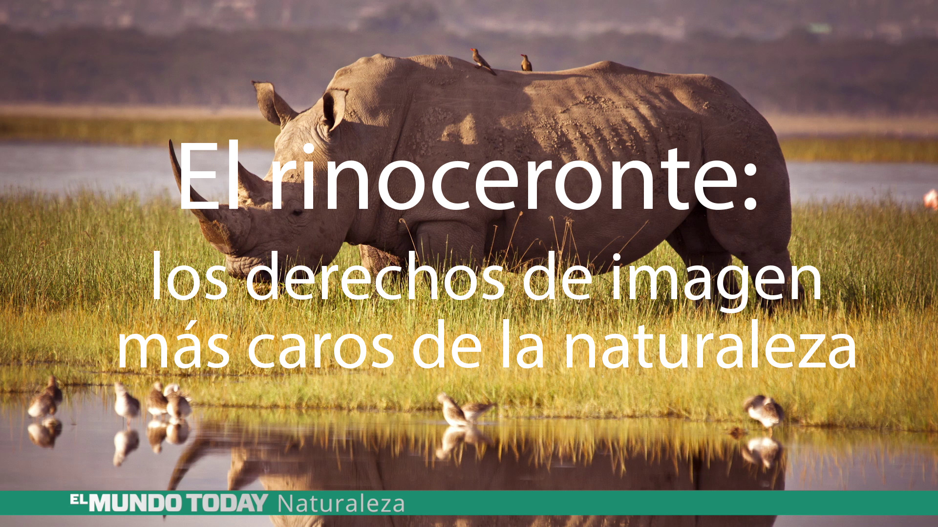 Temporada 1 El rinoceronte, el animal con los derechos de imagen más caros de la naturaleza