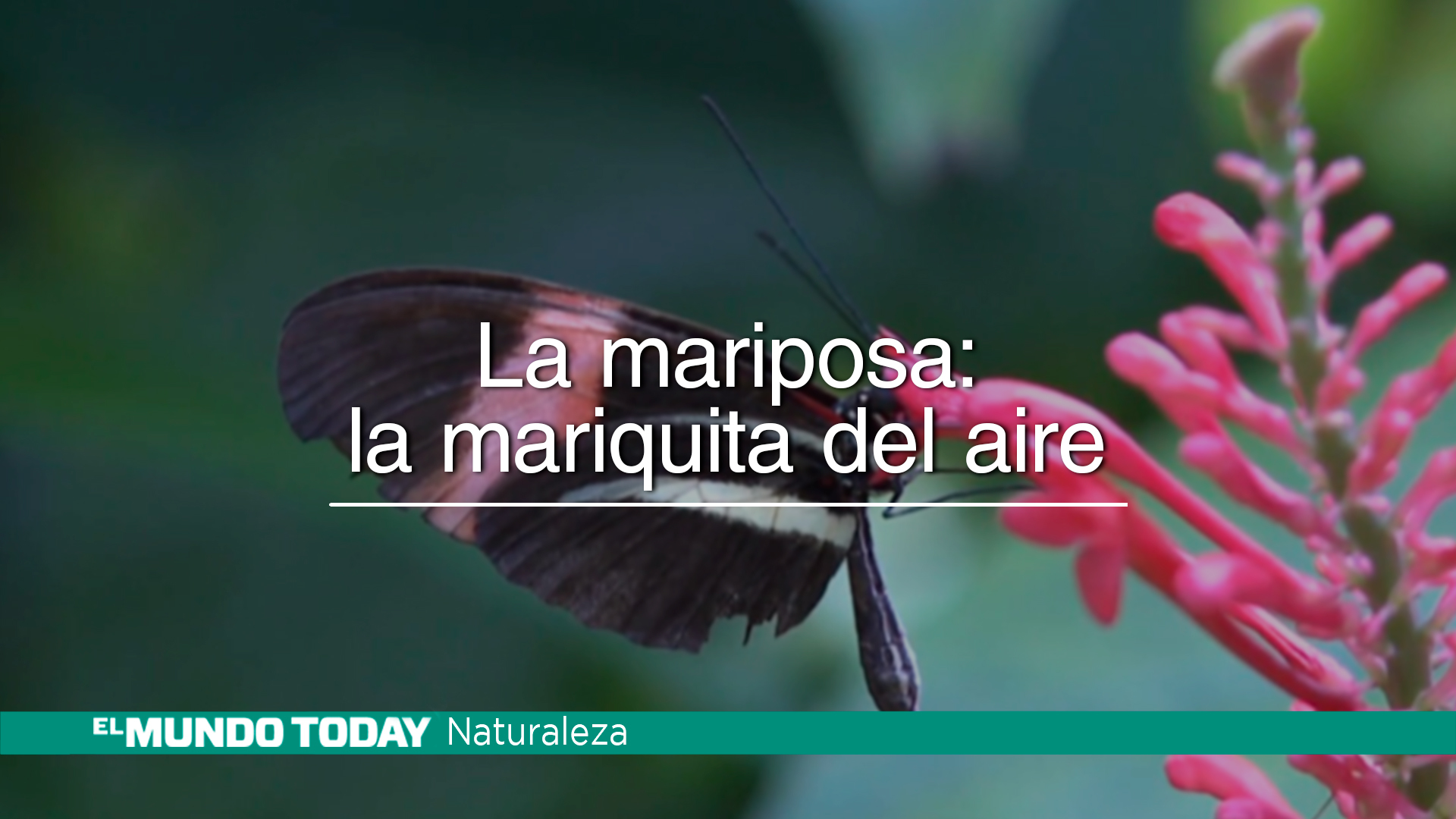 Temporada 1 La mariposa: La mariquita del aire