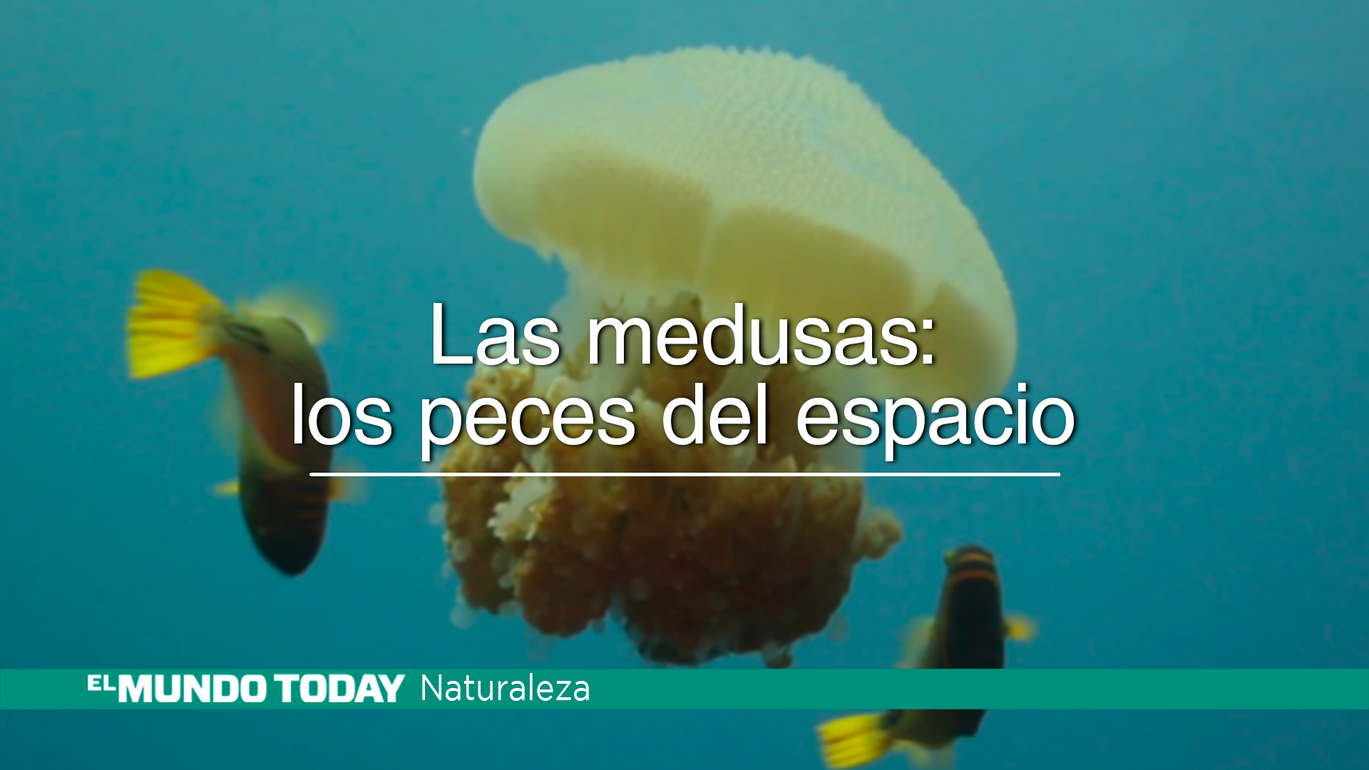 Temporada 1 Las medusas: Los peces del espacio