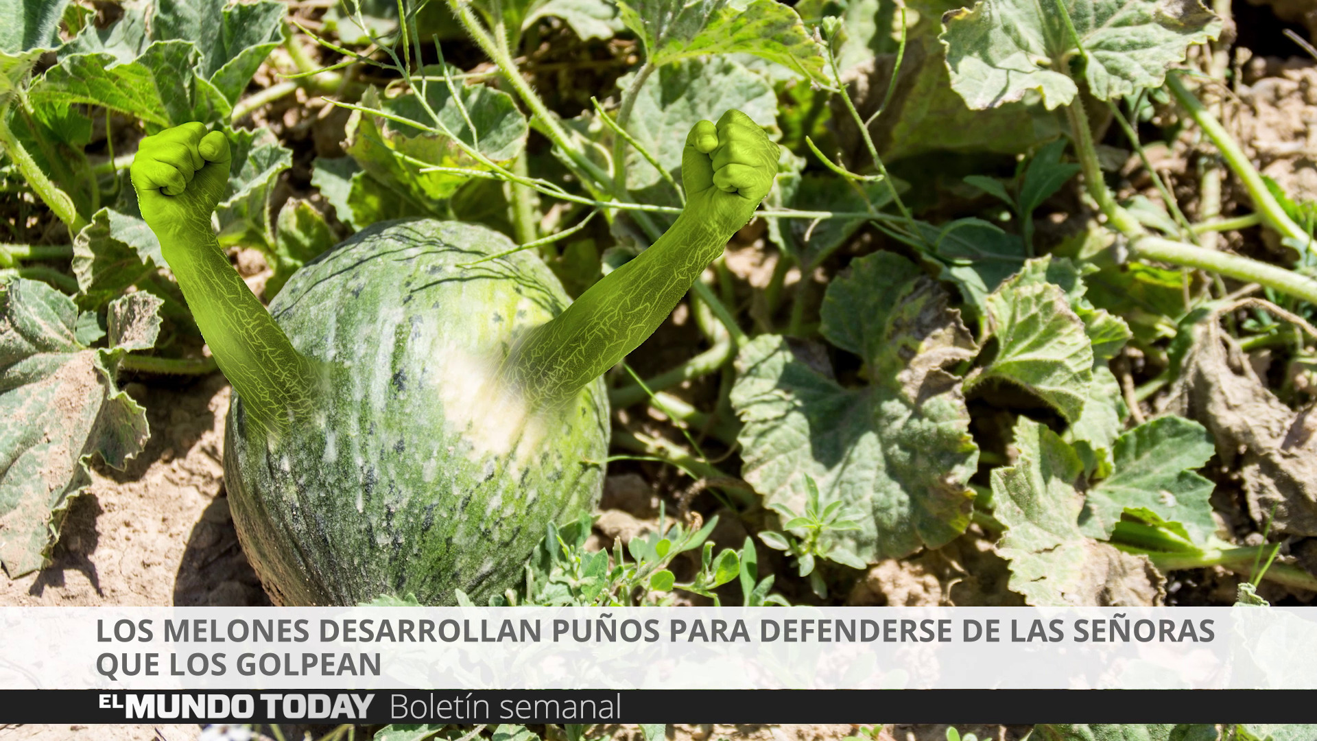 Temporada 1 Los melones desarrollan puños para defenderse de las personas que los golpean