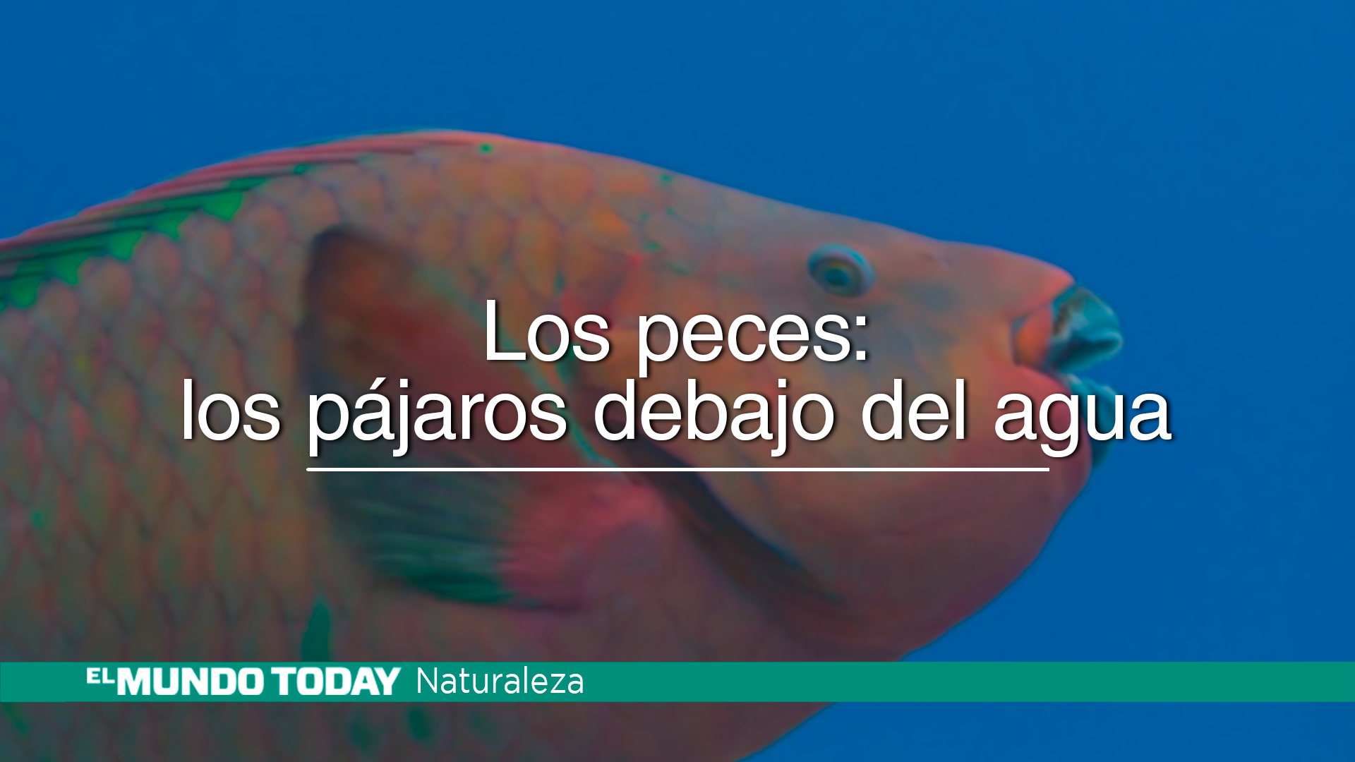 Temporada 1 Los peces: Los pájaros debajo del agua