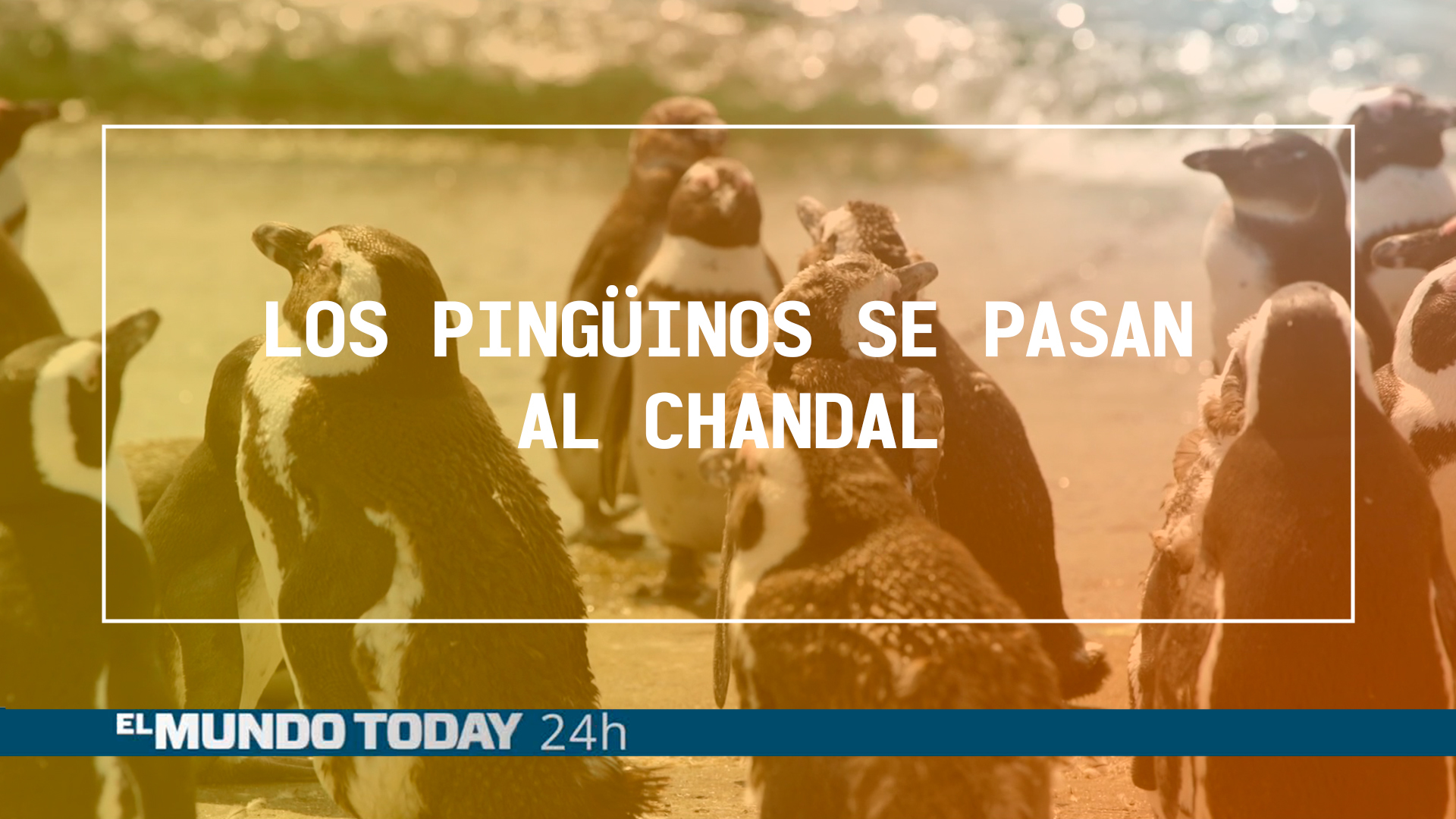 Temporada 1 Los pingüinos se pasan al chándal