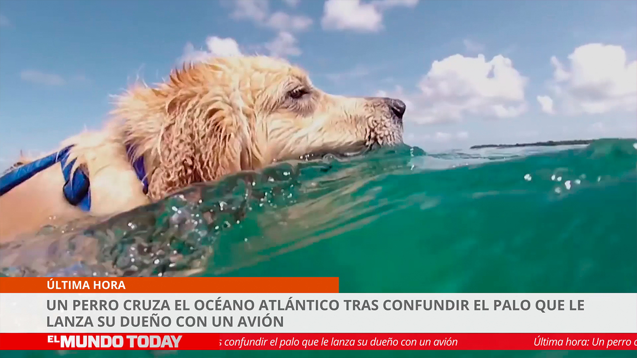 Temporada 1 Un perro cruza el océano Atlántico tras confundir un avión con el palo de su dueño