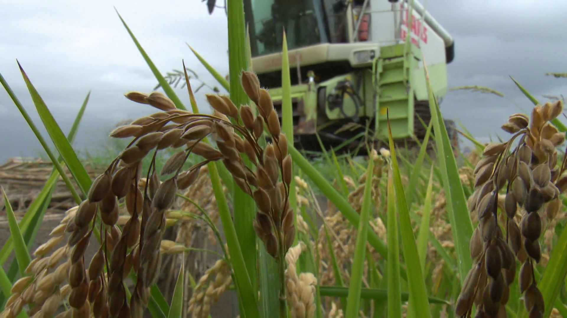 Temporada 13 Los secretos del arroz