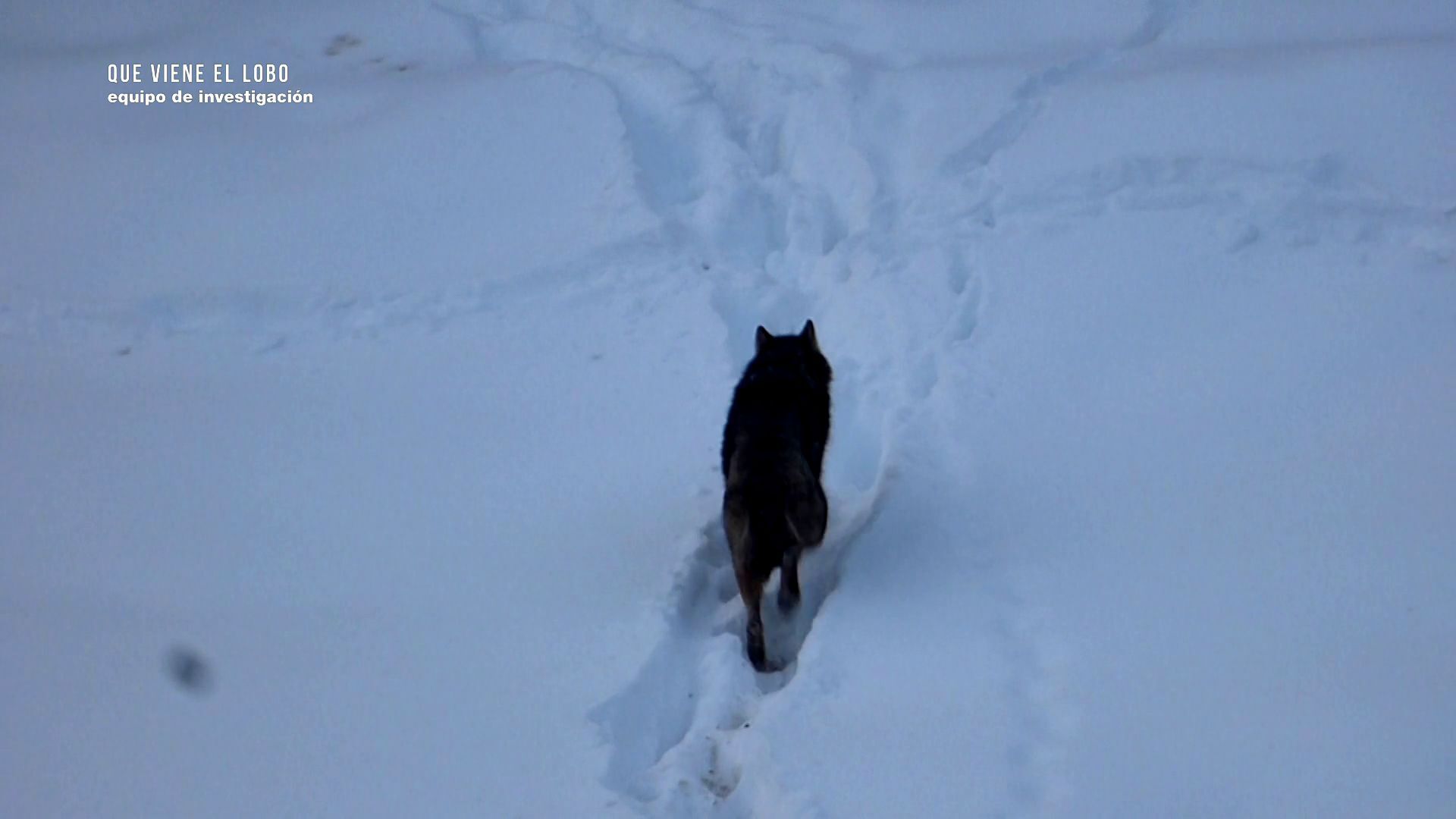 Temporada 13 Que viene el lobo