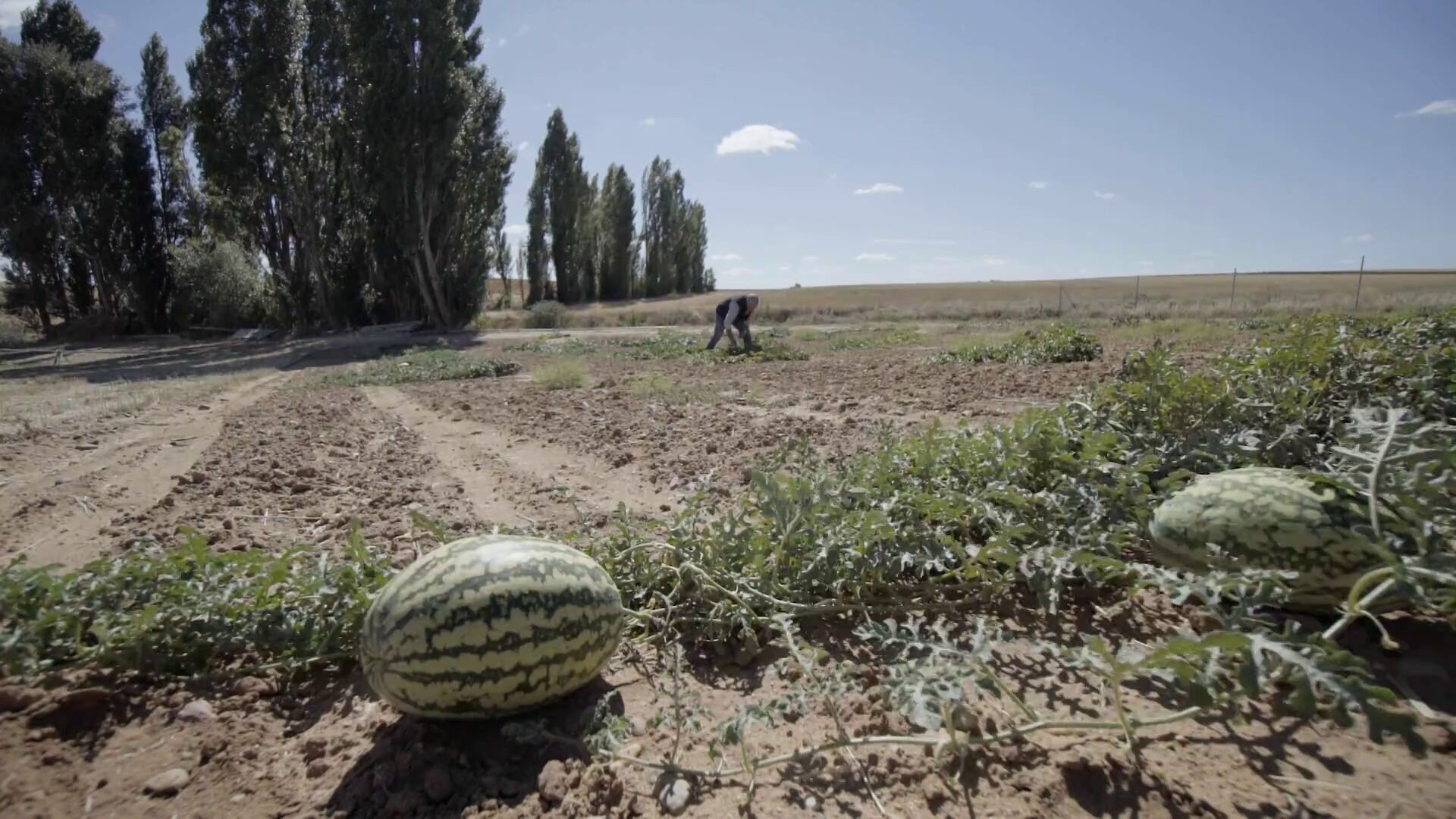 Temporada 12 Agropoly: ¿Quién se está comprando el campo?