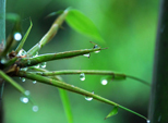 03/08/2016 La maravillosa lluvia que limpia la montaña