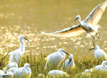 08/03/2016 Entrar en Nanchang-El paraíso de las aves