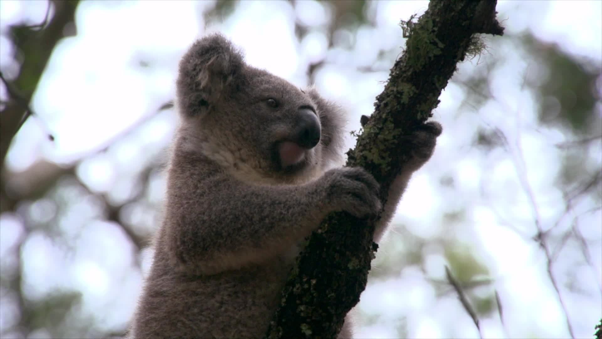 7x01 Australia: Episodio 1