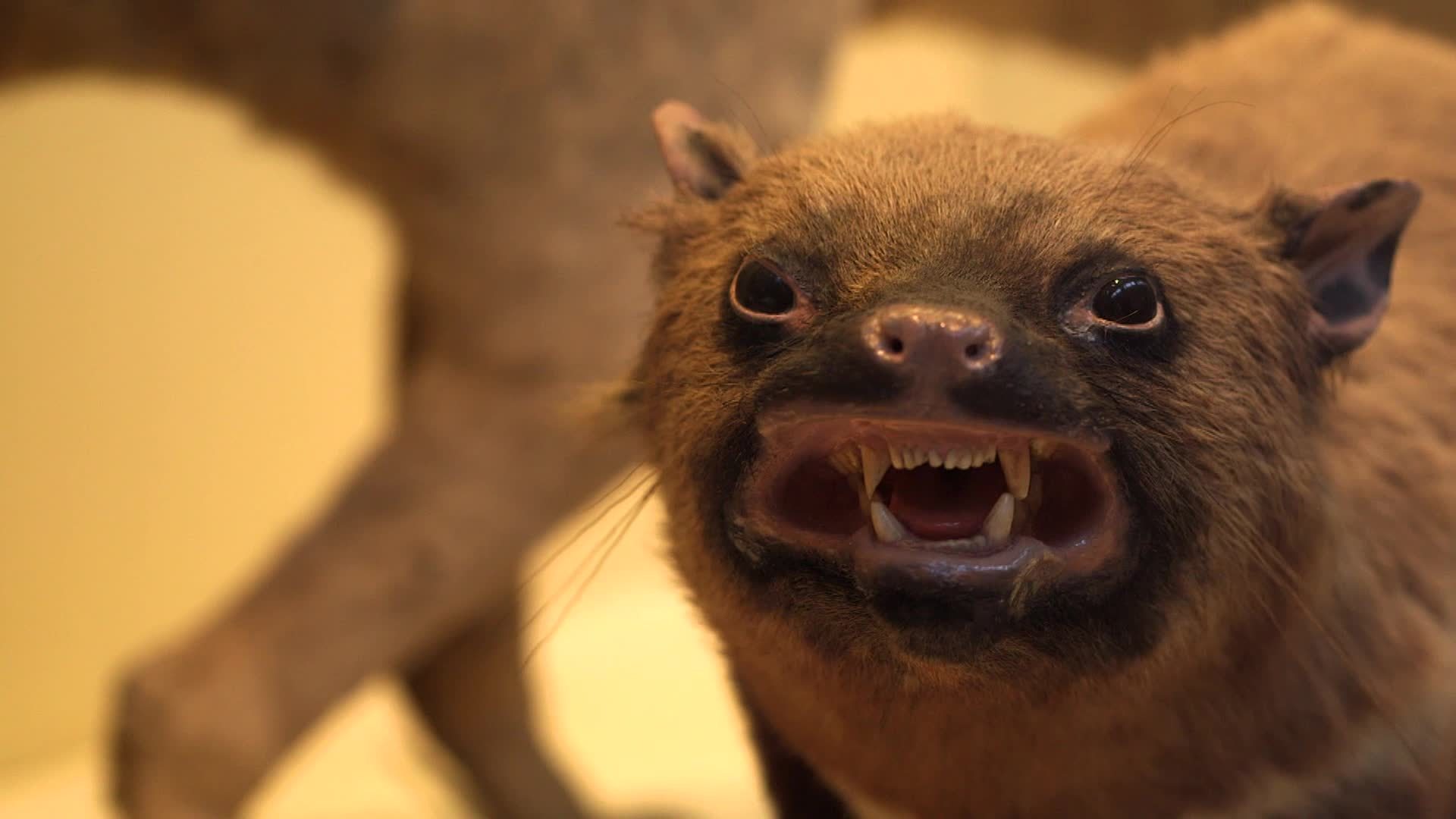 7x04 Australia: Episodio 4