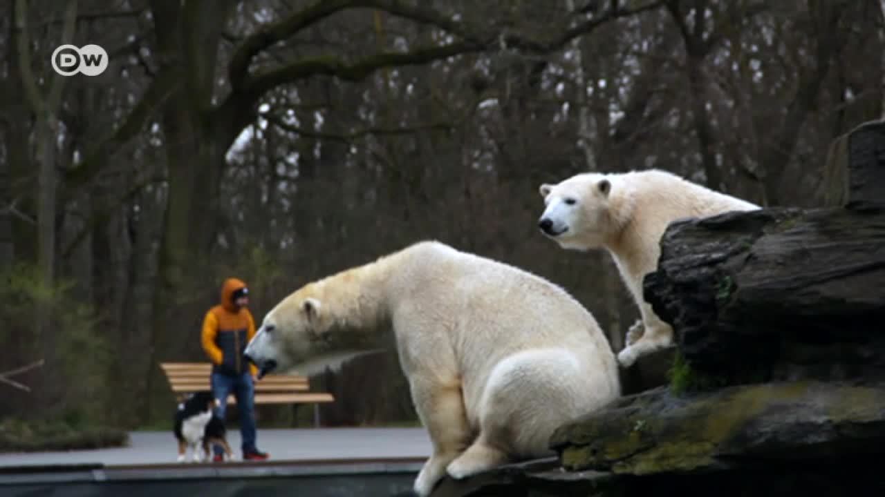 El deshielo ártico amenaza a los osos polares