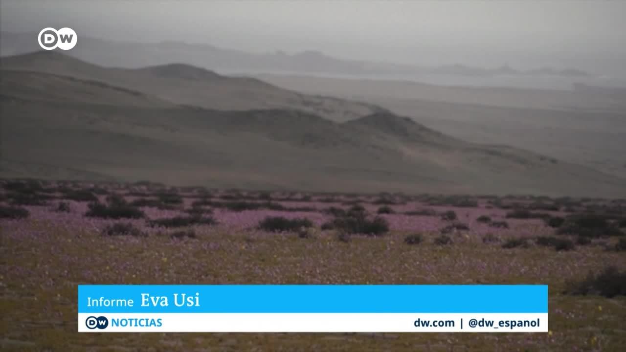 El desierto de Atacama se llena de flores