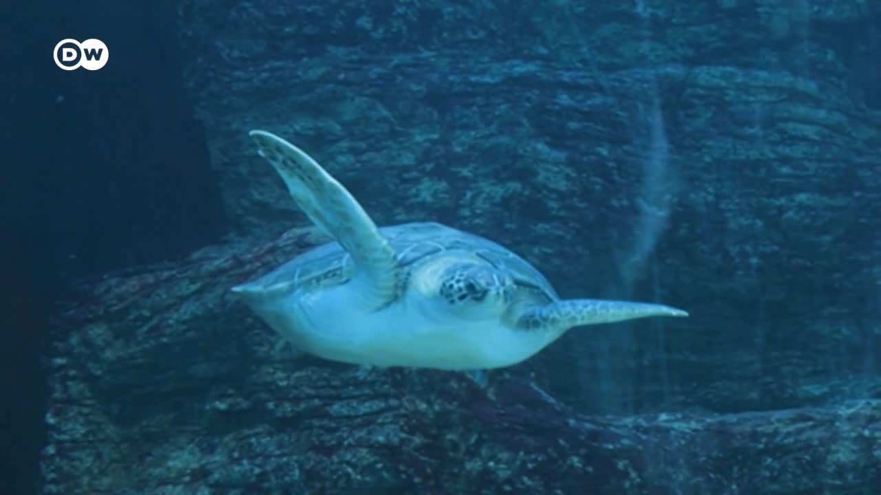 El plástico amenaza a las tortugas marinas