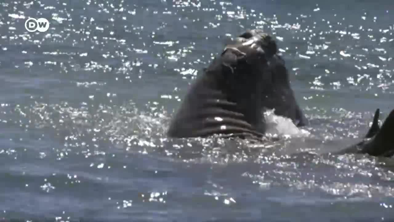 Gaviotas contra ballenas francas