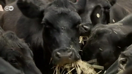 Sequía amenaza a ganaderos en Australia