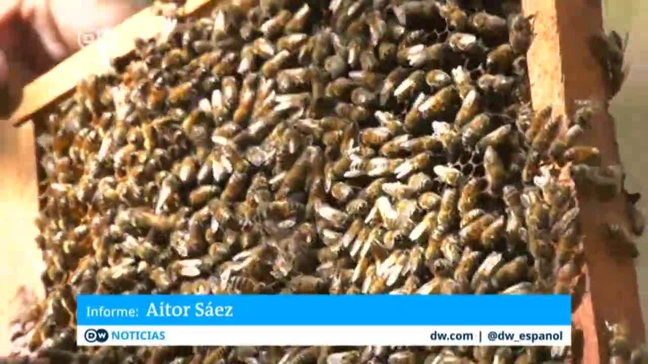 Sin abejas por los agroquímicos