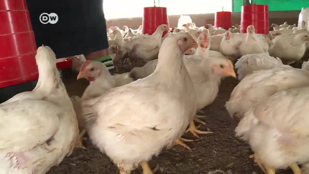 Sudáfrica amenazada por gripe aviar