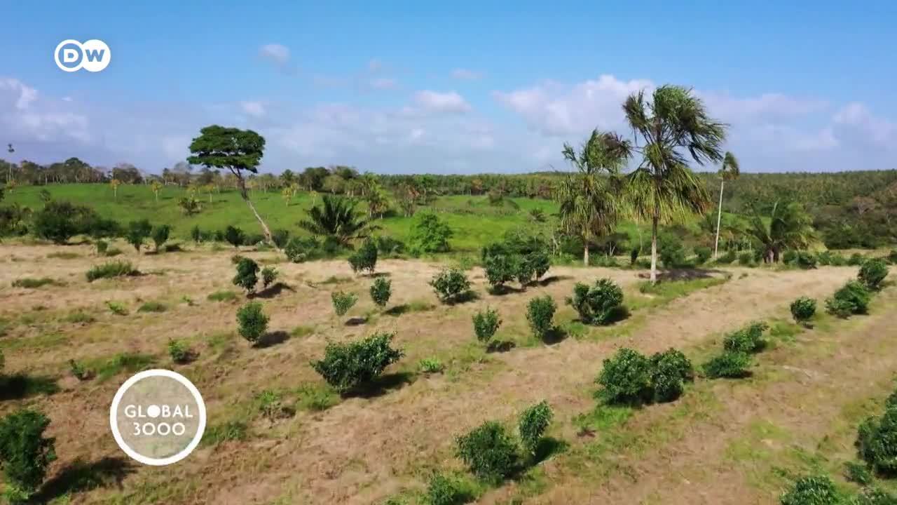 Panamá: silvicultura para combatir el cambio climático