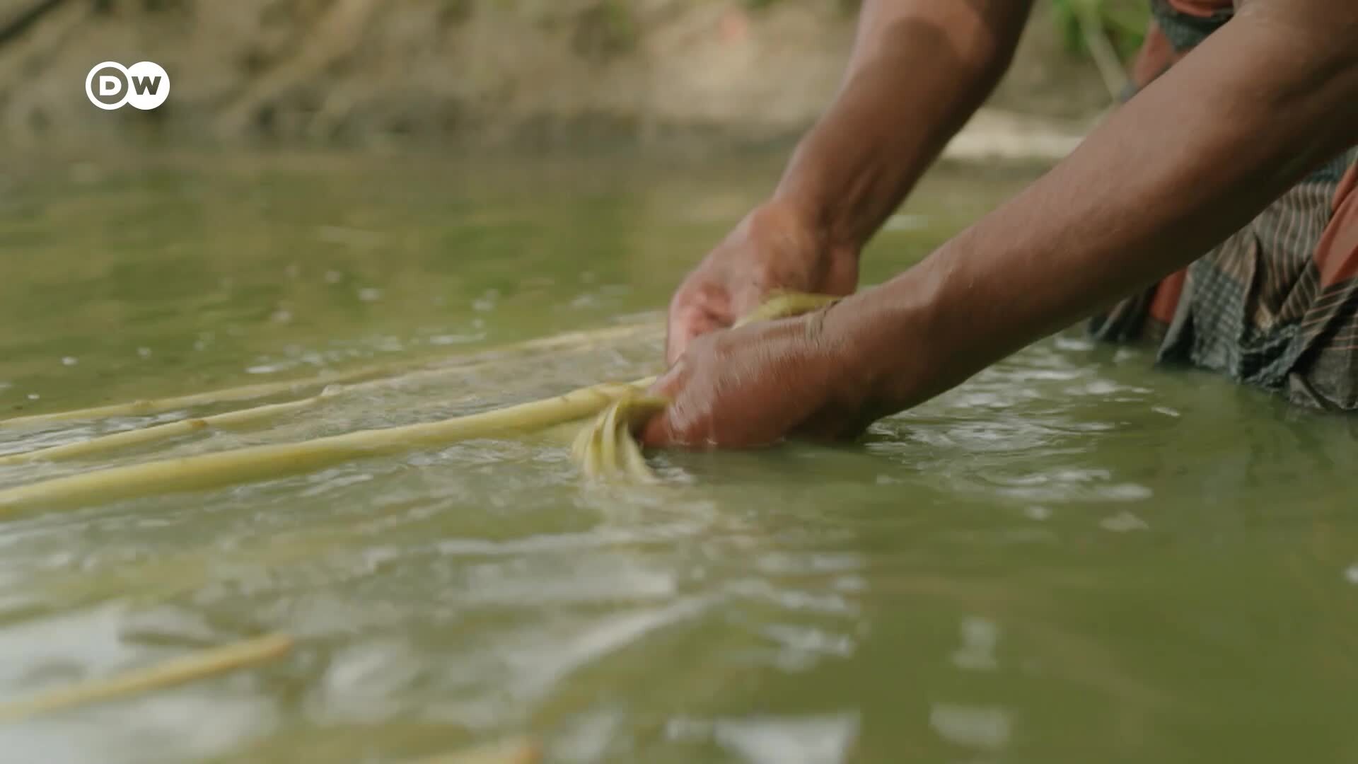 Granja de fibra - Cultivadores de yute en Bangladés