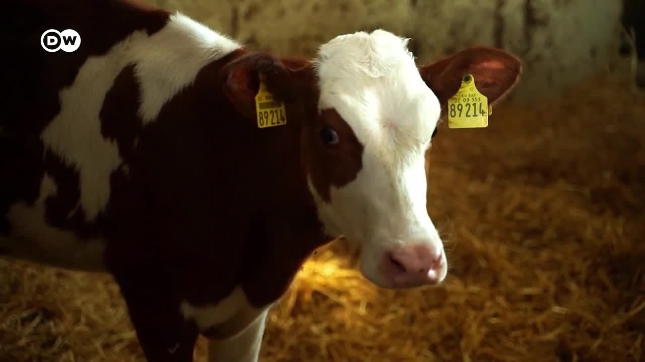 Tortura animal - El transporte internacional de ganado
