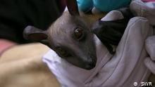 Zambia - Invasión de murciélagos de la fruta