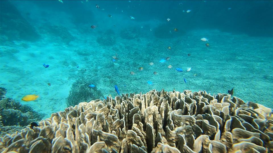 El mágico y azul arrecife de coral de Okinawa