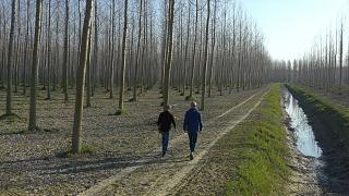 | ¿La plantación de árboles es realmente efectiva contra el cambio climático?