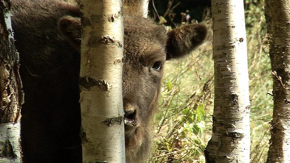 Rumanía reintroducirá el bisonte