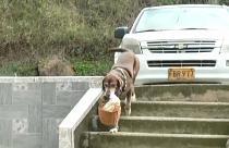 Perro repartidor en Medellín
