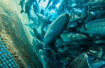 ¿Podría la piscicultura salvar los mares y alimentar a más población mundial?