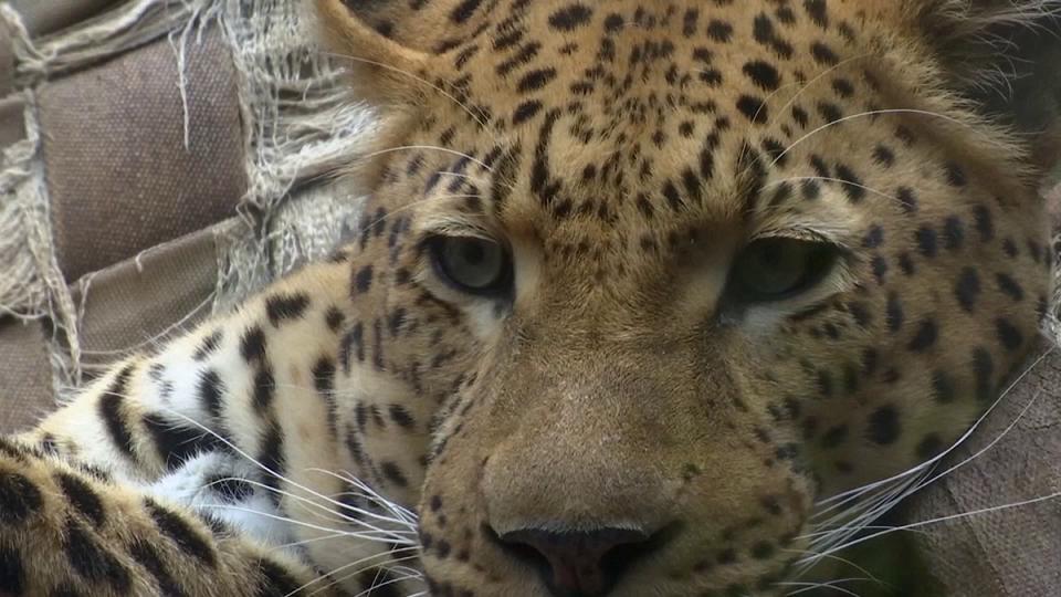 Pieles falsas para evitar la caza ilegal de leopardos en África