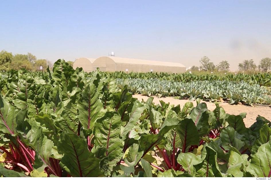 Agricultura resistente al cambio climático, el futuro del cultivo está en Dubai