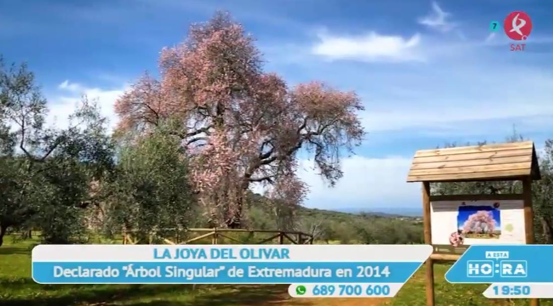 Cerca de Valverde de Leganés, encontramos uno de los árboles más bonitos del mundo
