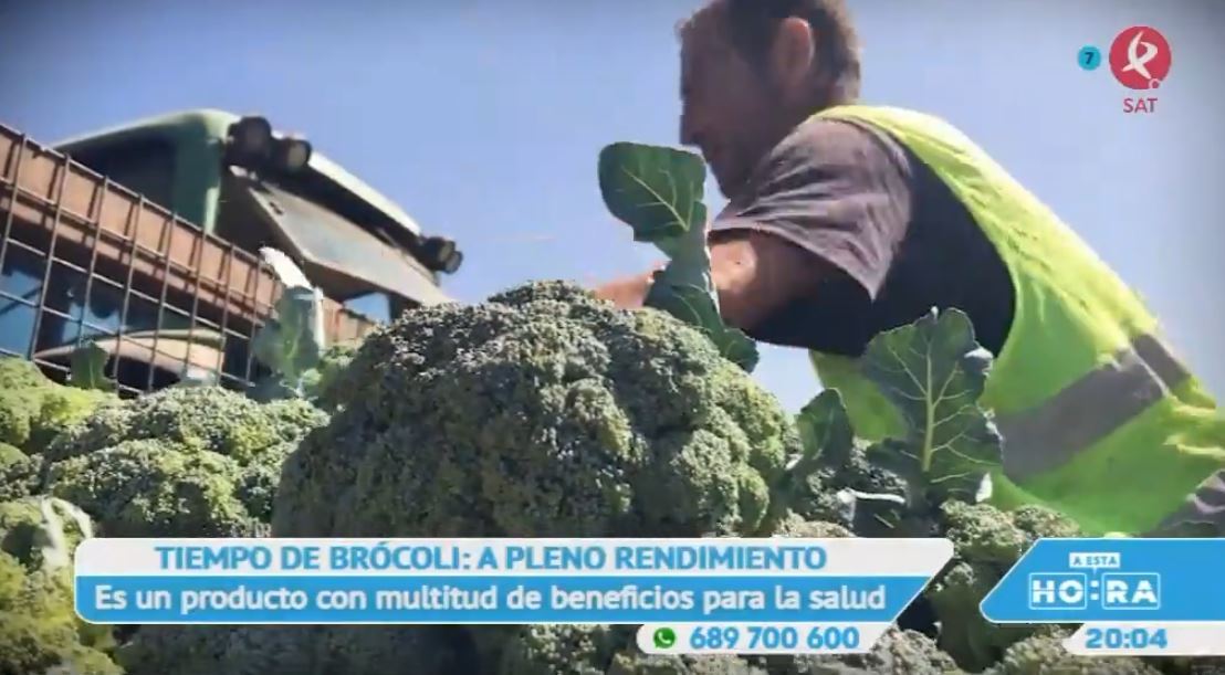 Extremadura es la tercera productora de brócoli de España