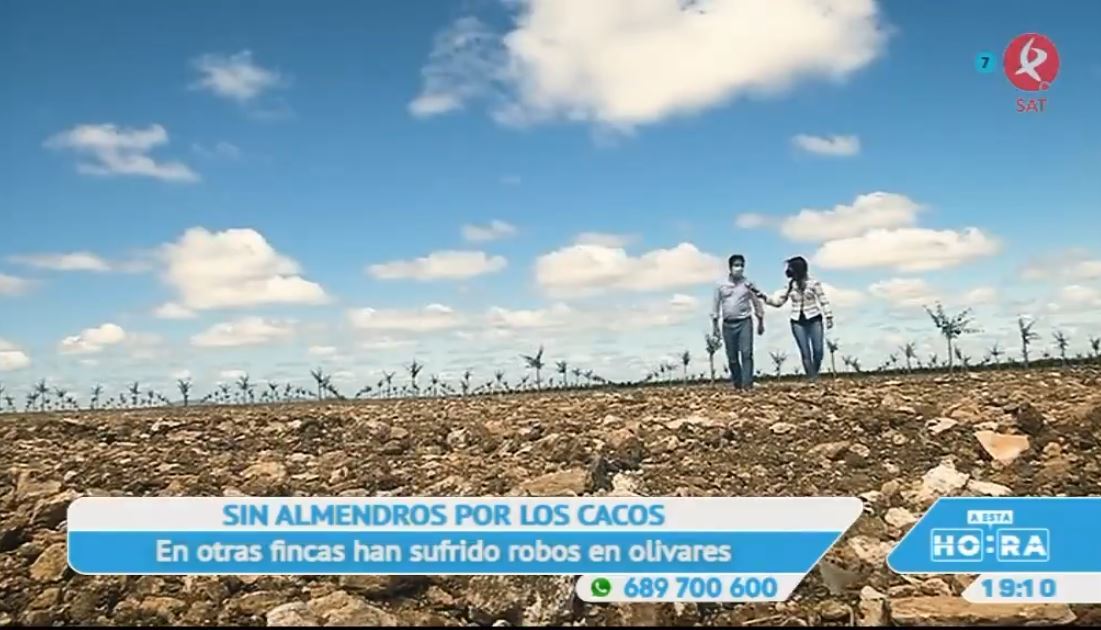 Le roban 60 almendros después de haberlos sembrado en Villafranca de los Barros