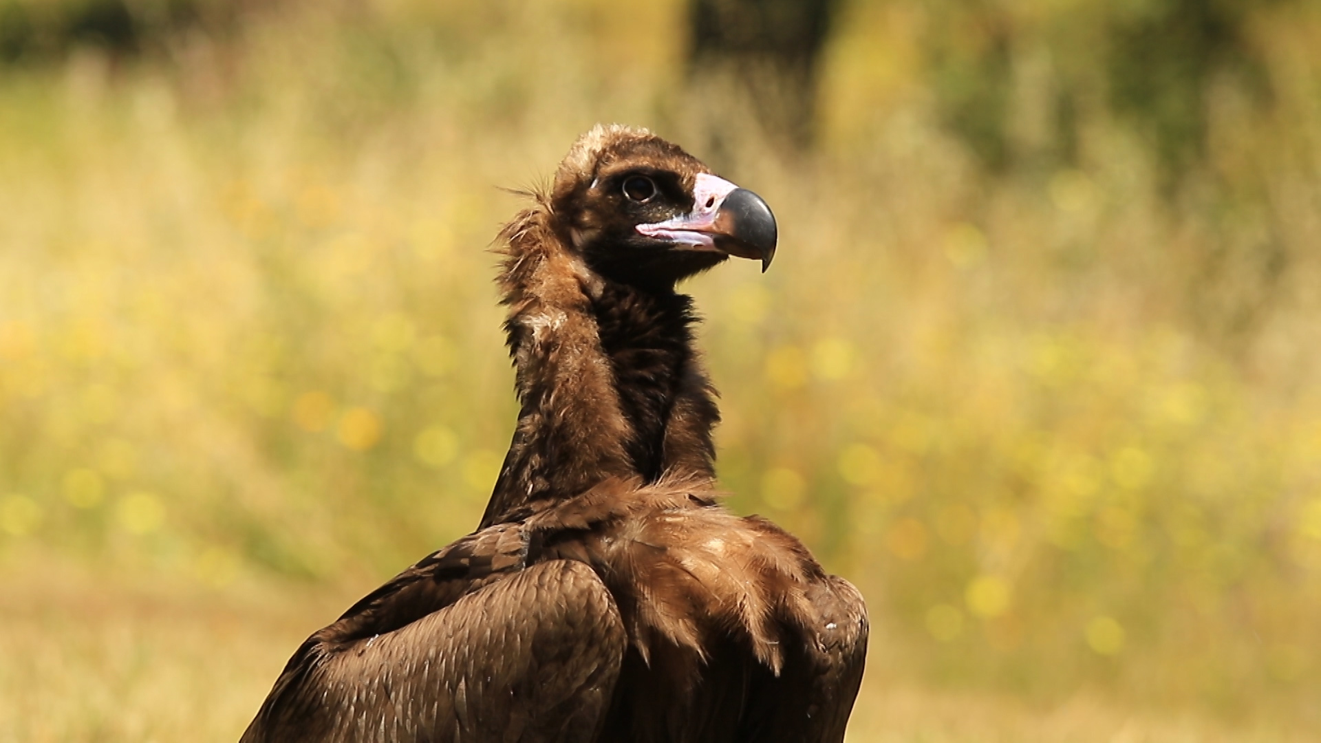 ¿Te apasiona la fotografía de aves? Visitamos el Hide de Alfonso