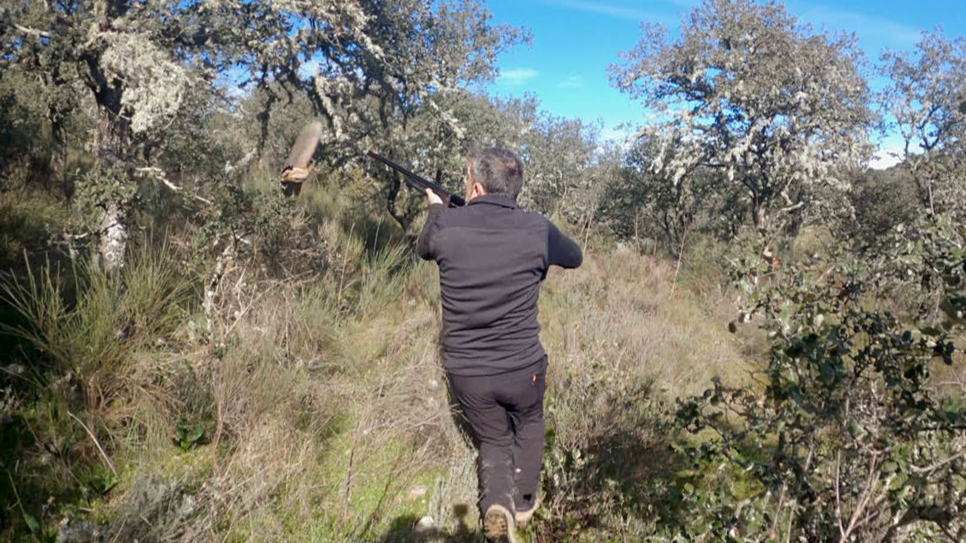 Buscando a la pitorra en tierras extremeñas