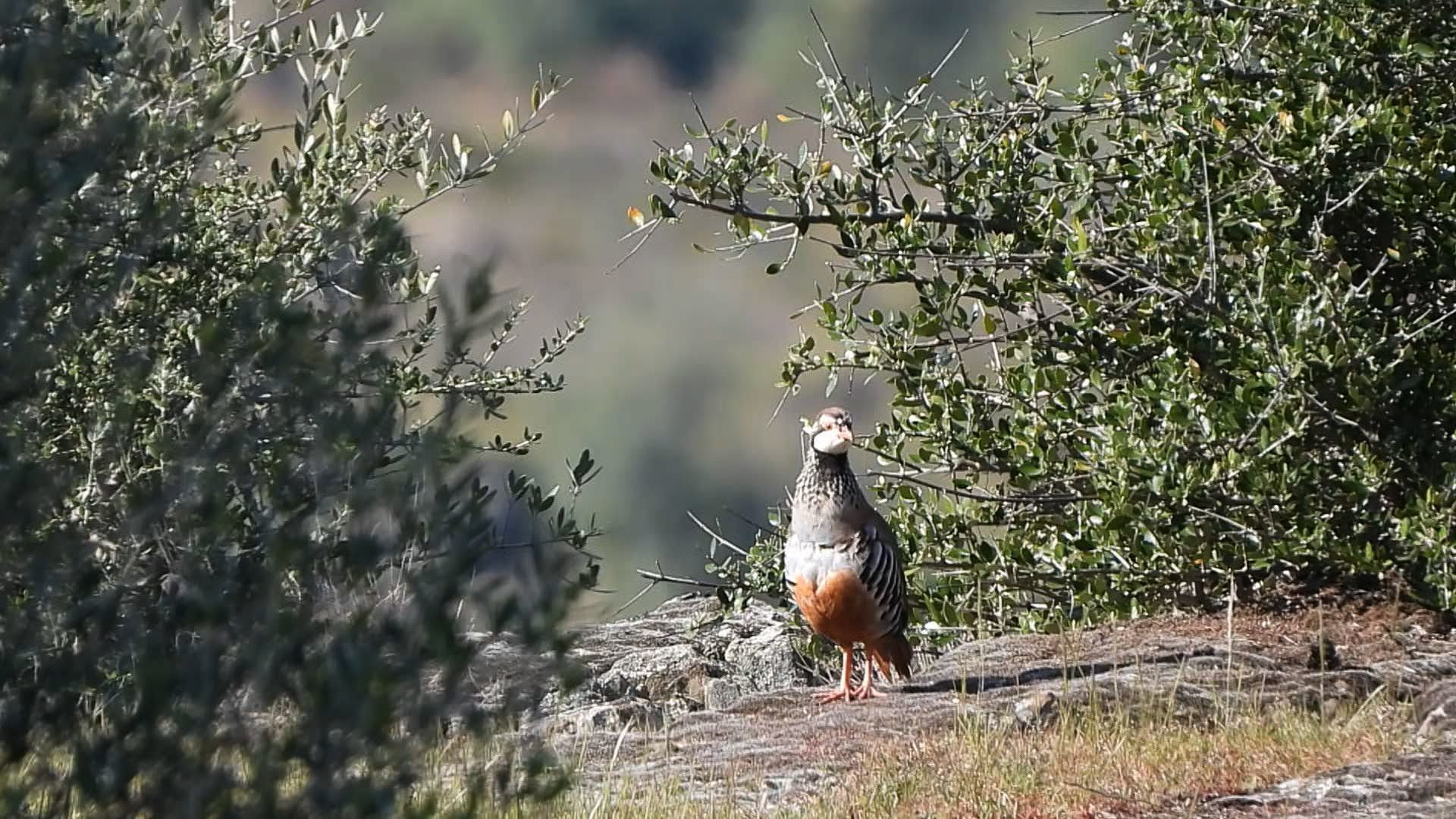 El consejo que nos regalan jóvenes cazadores de Jocaex