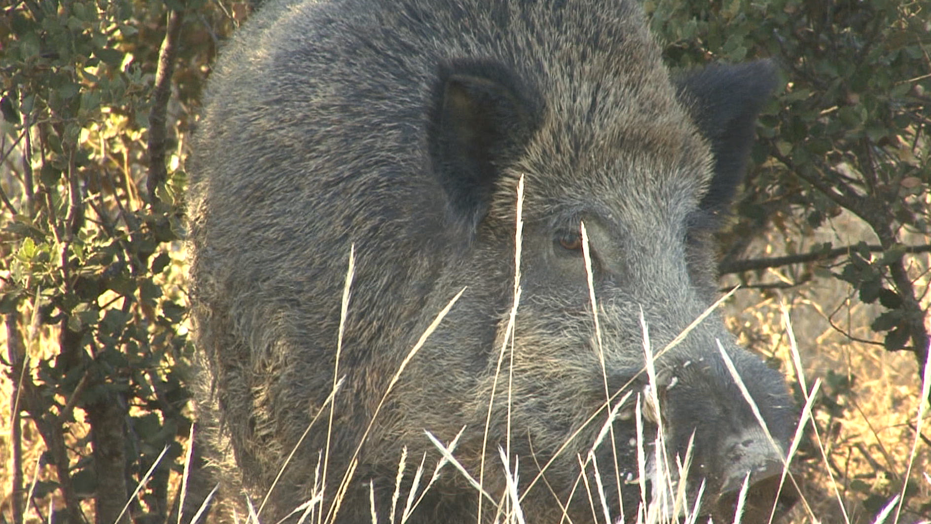 El jabalí es la especie mas querida y la mas buscada para conseguir