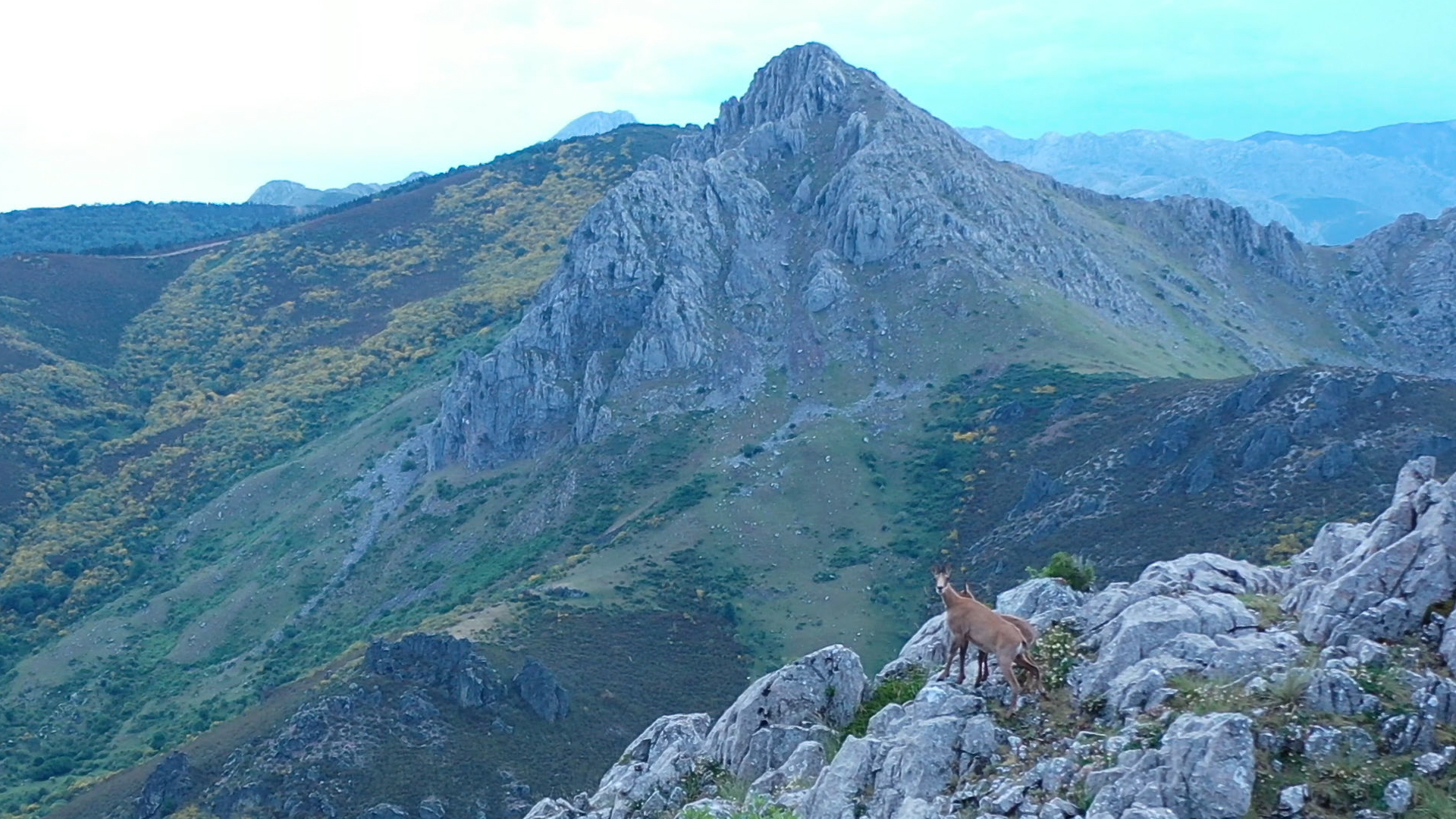 El rebeco pirenaico, caza de altura