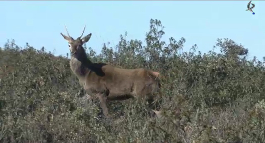 Montería en Las Villuercas, caza del macho montés en La Garganta de los Infiernos y reproducción en fincas de caza (09/06/13)